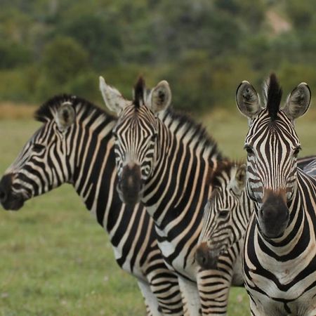 Idube Game Reserve Réserve privée de Sabi Sand Extérieur photo