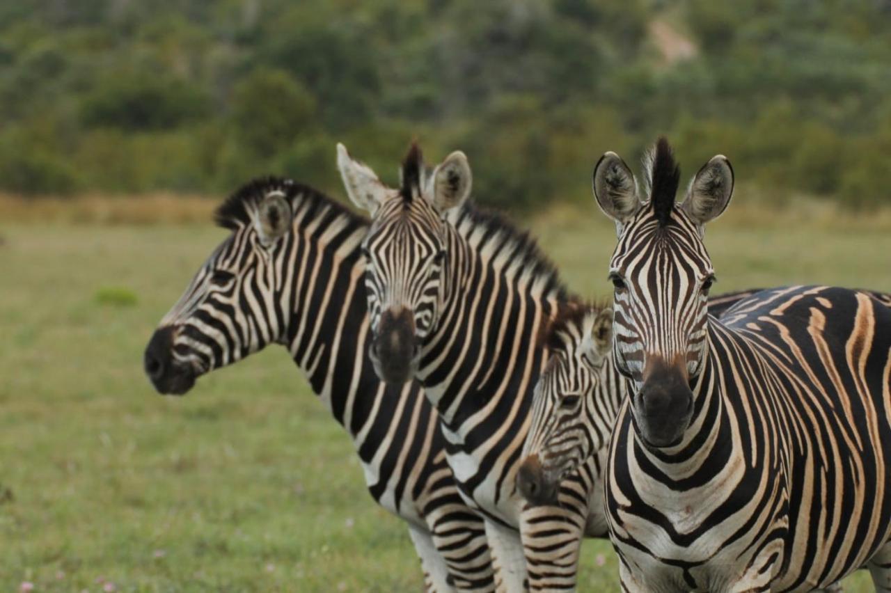 Idube Game Reserve Réserve privée de Sabi Sand Extérieur photo